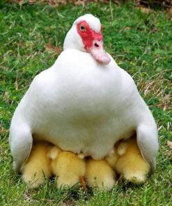 Ducklings