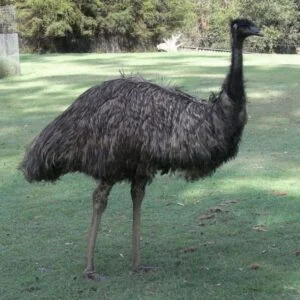 Tasmanian Emu