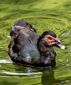 Black Muscovy Duck